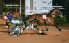 Saillies-etalon-poney-trotteur-1