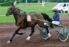 Saillies-etalon-poney-trotteur-0