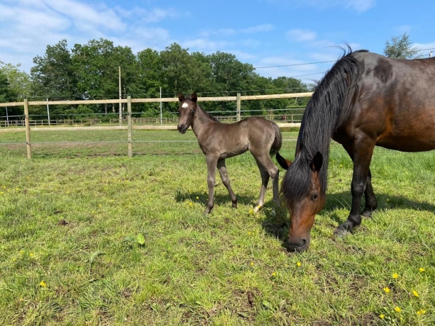 PONEY-TROTTEUR