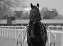 Pension-elevage--jeunes-chevaux--preparations-aux-ventes-2