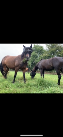 Pension-elevage--jeunes-chevaux--preparations-aux-ventes-1
