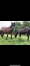 Pension-elevage--jeunes-chevaux--preparations-aux-ventes-1