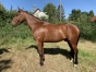 Pension-elevage--jeunes-chevaux--preparations-aux-ventes-0