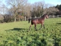 Vends-pouliche-par-village-Mystic-0