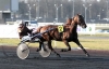 Saillie-Prince-Gede-(avec-TVA)-0