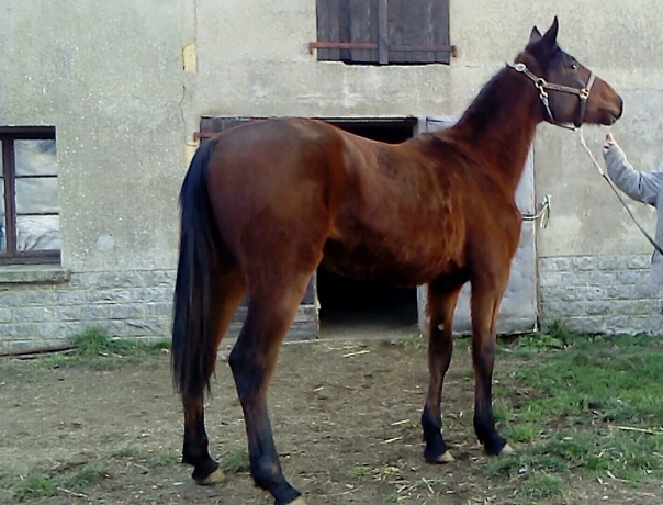 JOUVENCE-DUTOLLEM-2