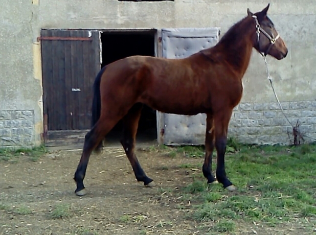 JOUVENCE-DUTOLLEM-0