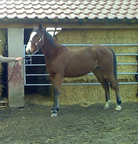 JADORE-DUTOLLEM-2
