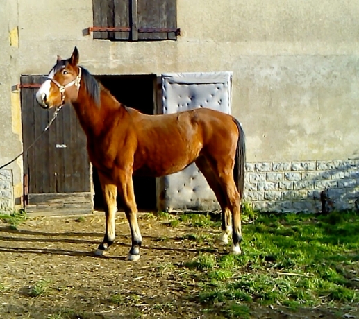 JADORE-DUTOLLEM-0
