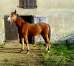 JADORE-DUTOLLEM-0