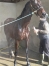 IAKO-DE-L---ERDRE-Cheval-de-3-ans-a-l---entrainement--0