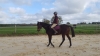 Recherche-trotteurs-de-reforme-2