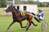 Cede--Groovy-Boogy-Hongre-de-5-ans---9430-euros-de-gains-0