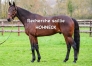 Recherche-HOHNECK-0
