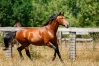Saillie-PASSWORD-et-2-autres--quot;sang-quot;-GOETMALS-0
