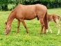 magnifique-jument-pouliniere-pleine-2