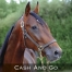 Vends-saillie-de-CASH---GO-(par-Ready-Cash)-sans-TVA-0