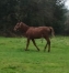 Poulain-K-en-parts-ou-en-totalite-0