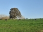 Pension-elevage-dans-le-pays-d---Auge-2