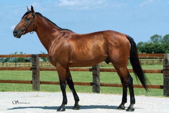 saillie-KESACO-PHEDO-2