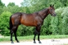 Vends-saillie-d---URIEL-SPEED-(Indy-de-Vive)-sans-TVA-0