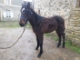 Poulain-Male-K-0