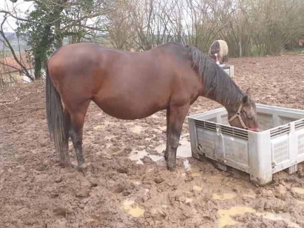 Pouliniere-1ere-categorie