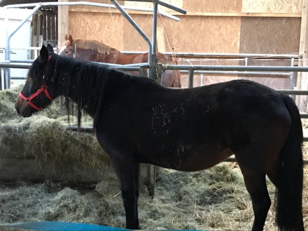 Jeune-pouliniere--record-1---15--pleine-a-petit-prix--0