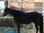 Jeune-pouliniere--record-1---15--pleine-a-petit-prix--0