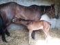 vente-poulinieres-faire-offre-1