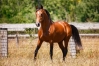 Saillie-PASSWORD-et-2-autres--quot;sang-quot;-GOETMALS-0