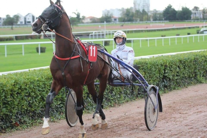 Ecurie-Sud-Ouest-recherche-chevaux-en-location