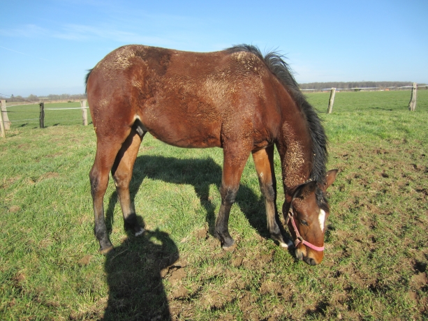 trotteur-k