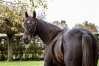 Quel-est-l---etalon-TF-le-plus-proche-genetiquement-de-la-star-Americaine-MUSCLE-HILL--0