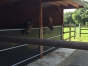 Pension-pour-chevaux-2