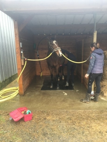 Pension-pour-chevaux-1