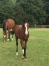 Pension-pour-chevaux-0