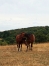 Recherche-arrangement-foal-sharing-et-option-sur-saillie-2021-0