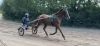 Recherche-chevaux-0