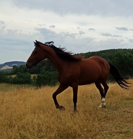Recherche-arrangement-foal-sharing-et-option-sur-saillie-2021-0