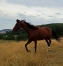 Recherche-arrangement-foal-sharing-et-option-sur-saillie-2021-0