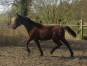 A-vendre-trotteur-K-Sam-Bourbon-x-Coktail-Jet-0