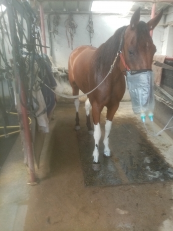 Recherche-chevaux-a-courir