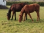 Poulain-K-1