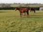 Poulain-K-0