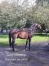 Saillies-gratuites-ou-option-fils-de-Coktail-Jet-0