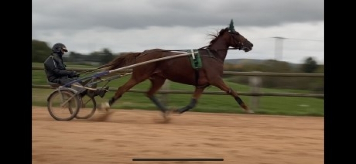 Ressaie-chevaux-complique-0