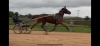 Ressaie-chevaux-complique-0