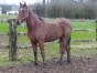 Beau-cheval-de-2-ans-tres-tardif-mais-pas-denue-de-qualites--0