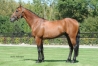 Saillie-BOLERO-LOVE-vente-echange-0